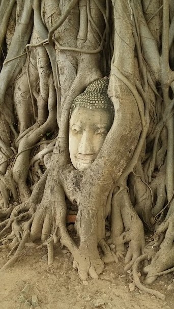Cara de Buda dentro de un árbol, Ayutaya, Tailandia, 2015