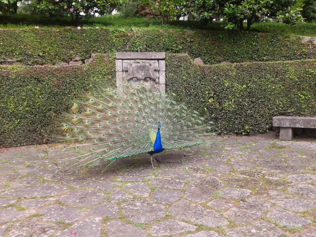 Pavo Real, Jardines del Palacio de Cristal, Oporto, Portugal, 2014