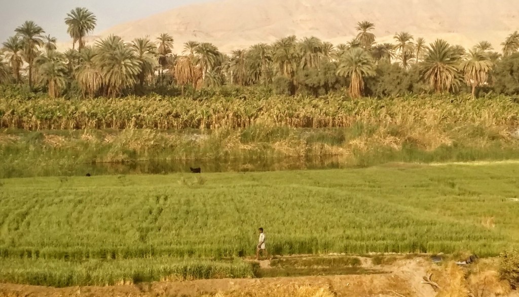 Desierto y palmers a orillas del río Nilo, cerca de Luxor, Egipto, marzo 2016 | viajarcaminando.org