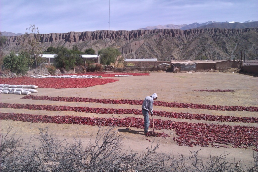 Cultivo de ajíes rojos, provincia de Salta, Argentina, abril 2013 | viajarcaminando.org